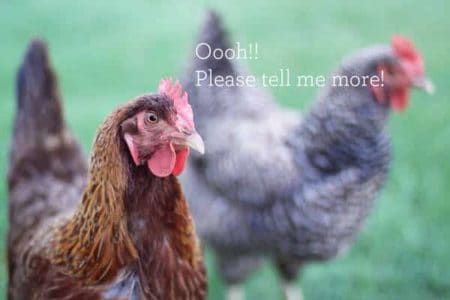 Coming Soon: A Practical Guide To Keeping Chickens - Oh Lardy