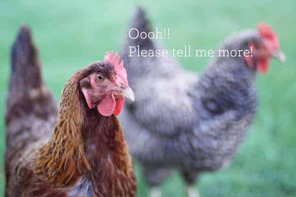 Coming Soon: A Practical Guide to Keeping Chickens