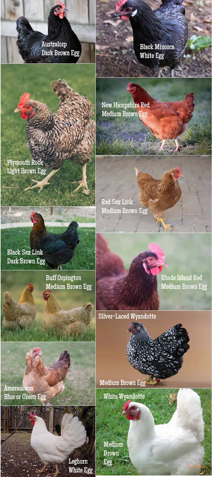 Collage of Hens Breed