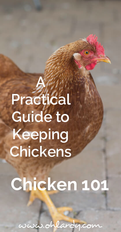 A Practical Guide to Keeping Chickens, Chicken 101 - ohlardy.com