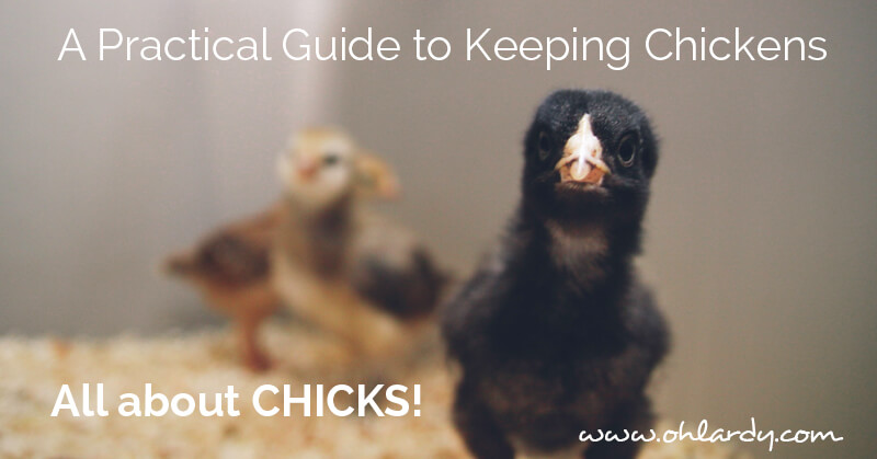 A Practical Guide to Keeping Chickens, all about CHICKS! - ohlardy.com