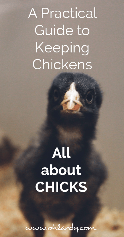 A practical guide to keeping chickens, all about chicks - ohlardy.com