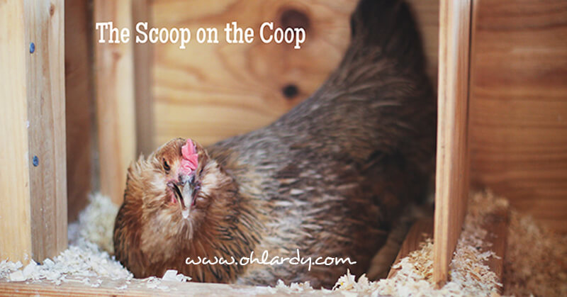A practical guide to keeping chickens, scoop on the coop - ohlardy.com