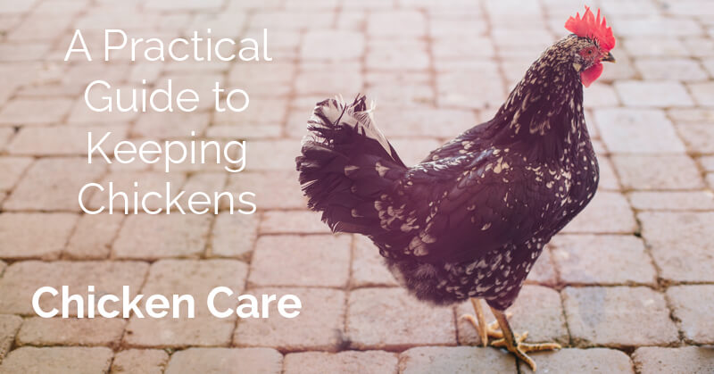 A practical guide to keeping chickens , chicken care - ohlardy.com