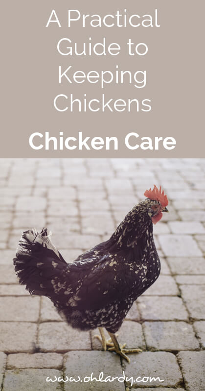 A practical guide to keeping chickens , chicken care - ohlardy.com