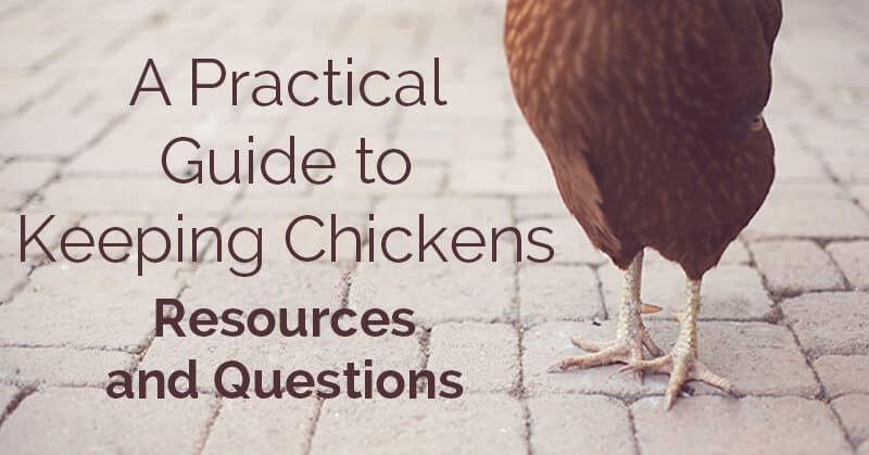 A Practical Guide to Keeping Chickens – Resources and Questions