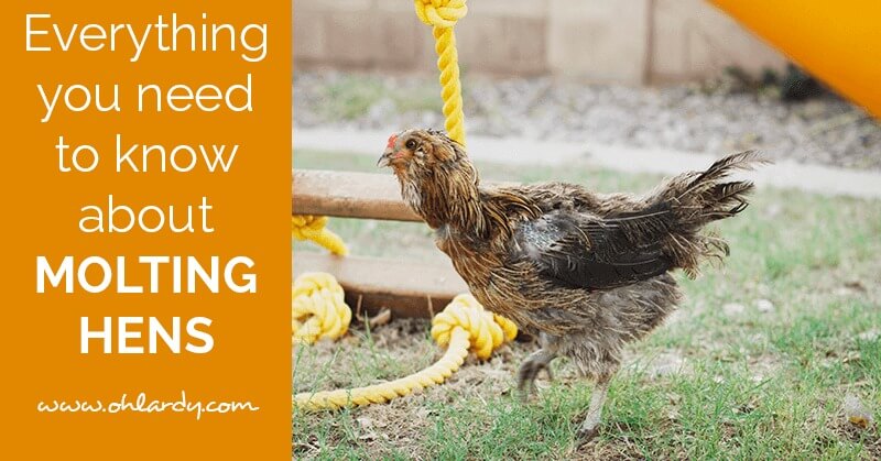 Molting Hens – Everything you need to know
