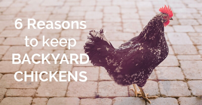Six Reasons to Keep Chickens