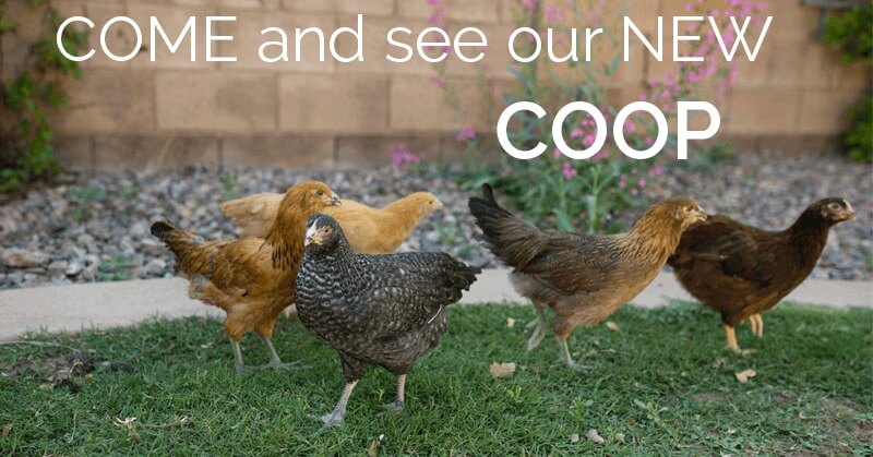 Tour the NEW Chicken Coop!