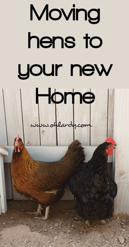 moving hens - ohlardy.com