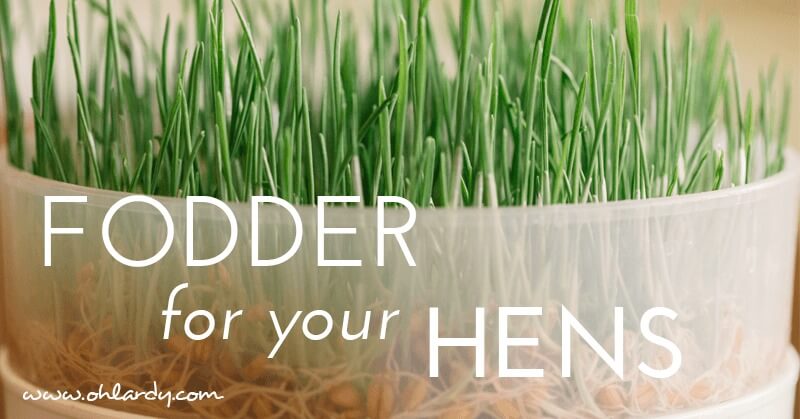How to Grow Fodder for Hens