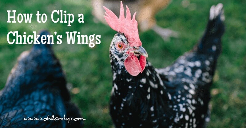 How to Clip a Chicken’s Wings