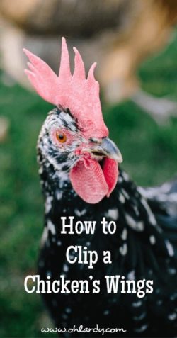 How to Clip a Chicken's Wings - Oh Lardy