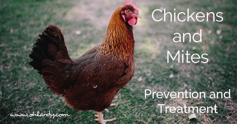 Chickens and Mites, Oh My!