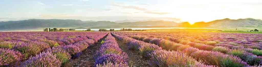 Young Living Essential Oils Lavender Fields