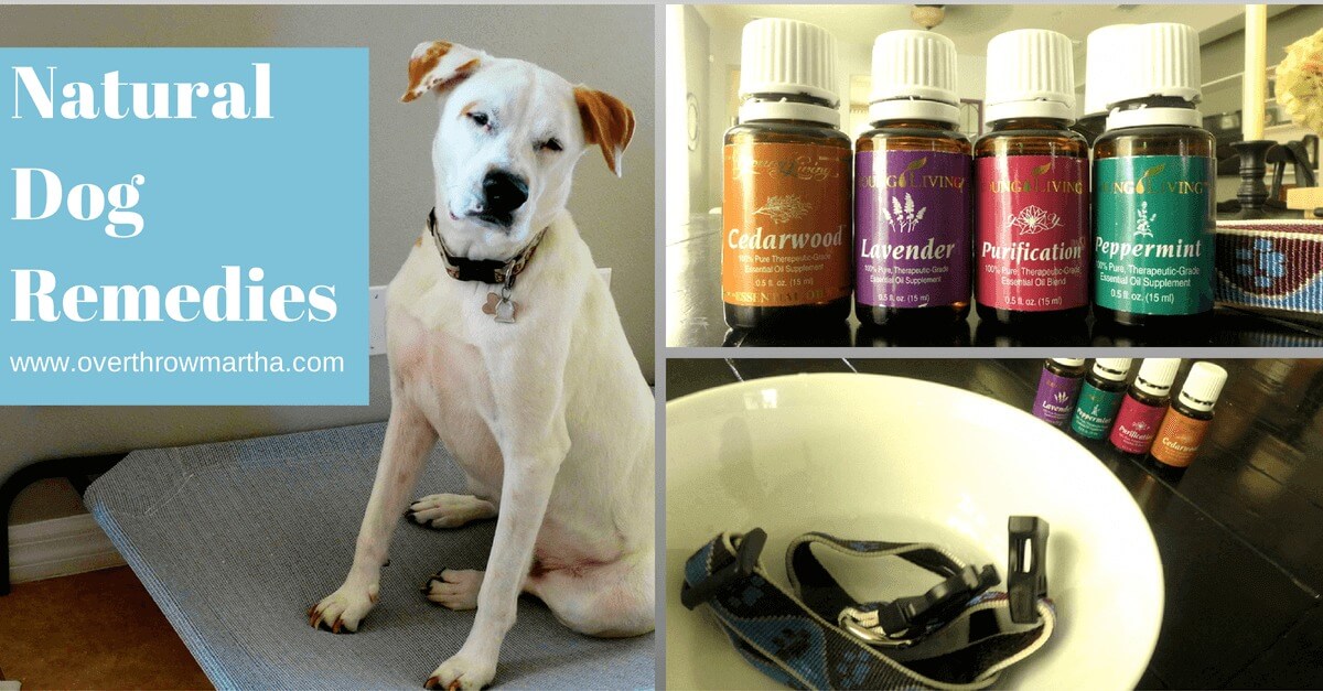 Essential Oil Remedies for Dogs