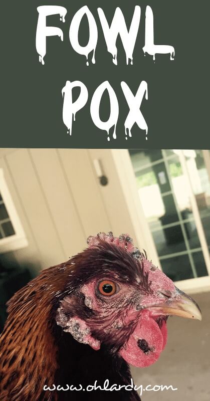 fowl pox - ohlardy.com