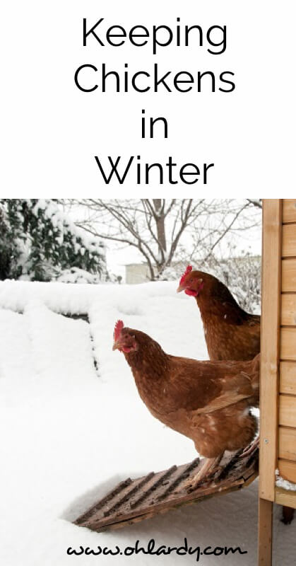 The Definitive Guide to Keeping Chickens in Winter - www.ohlardy.com