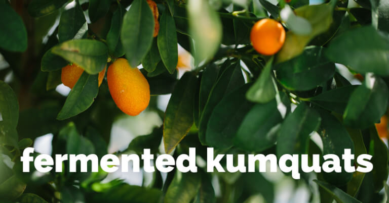 Fermented Kumquats
