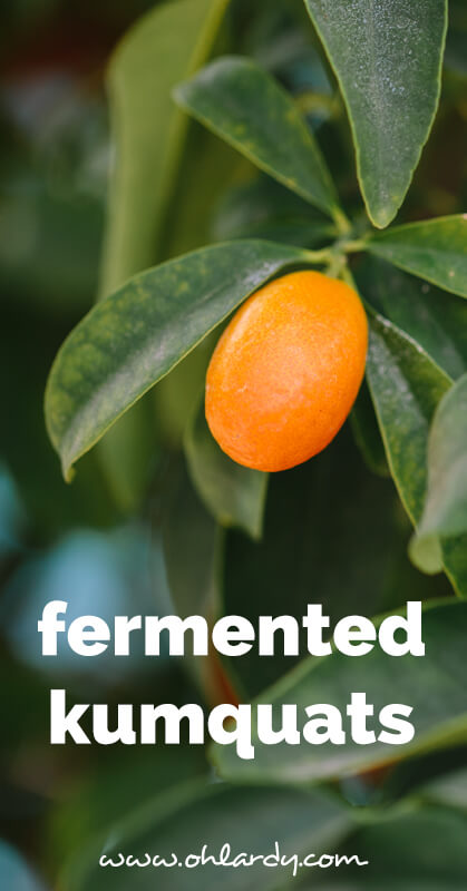 fermented kumquats - ohlardy.com