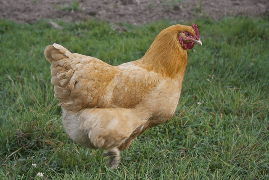 Plymouth Rock - Best Breeds for the Homestead