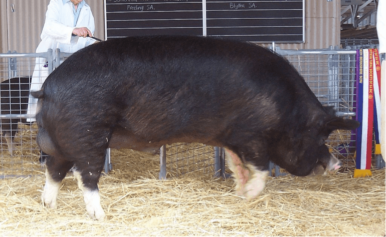 Best Pig Breeds for Your Homestead