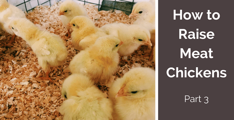 How to raise meat chickens