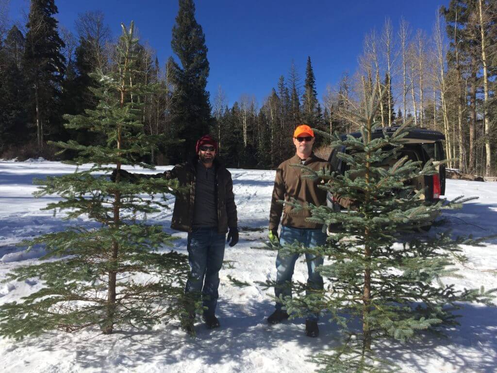 Cutting down our Christmas tree!