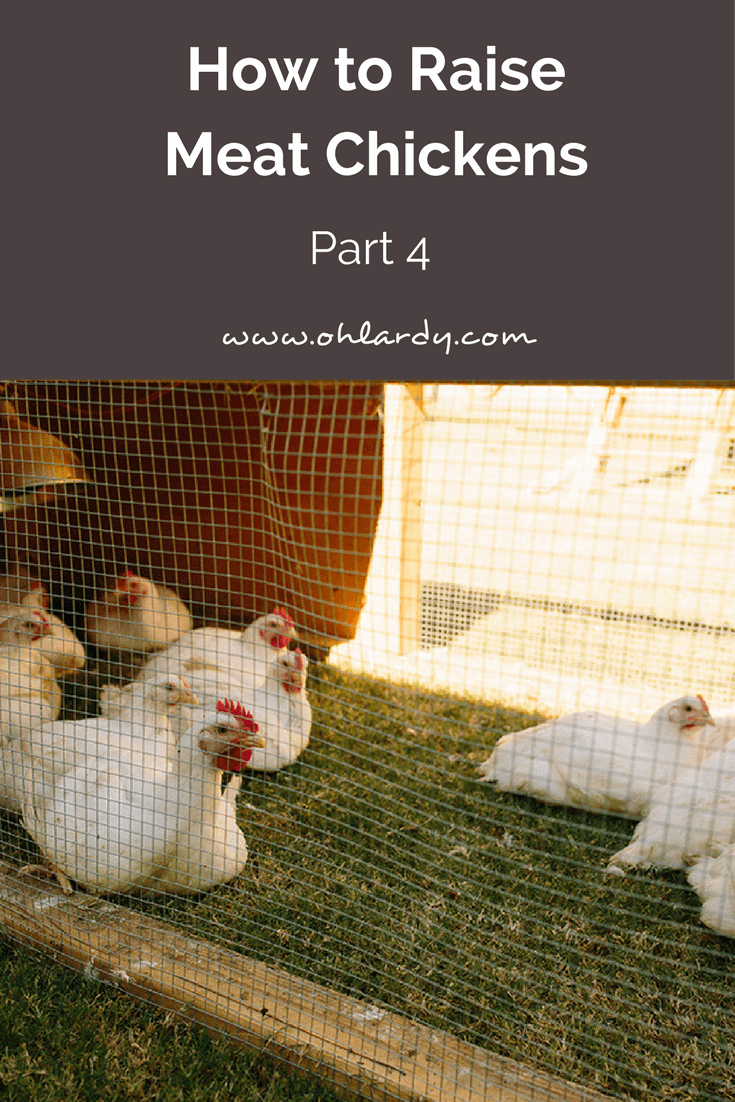 How to raise meat chickens - part 4