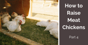 How to raise meat chickens - part 4